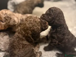 Poochon dogs 1 Poochon boy left with stunning sable colouring - Advert 9