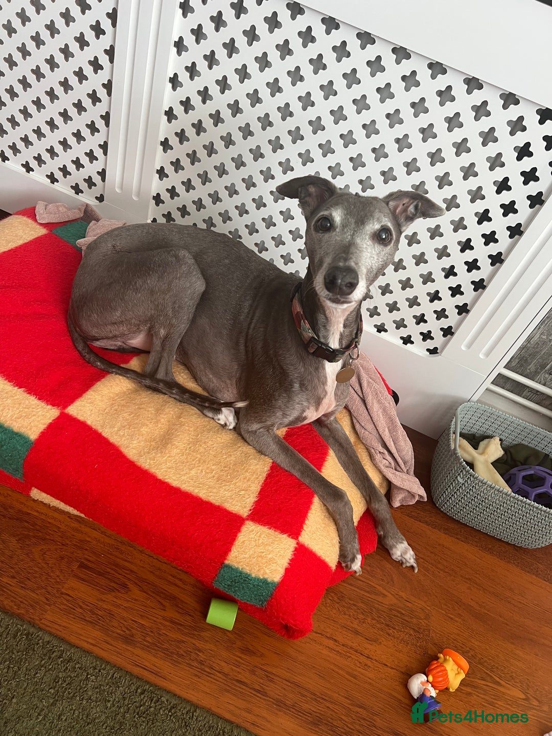 Mixed Breed dogs for sale: Oscar  - Image 2