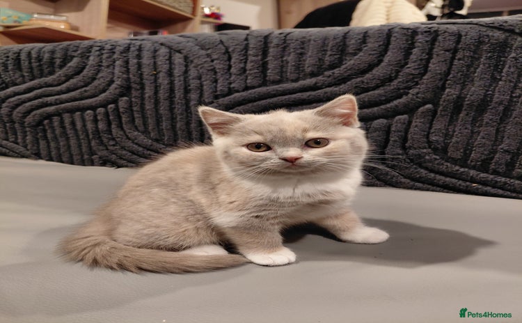 British Shorthair cats - Advert 8