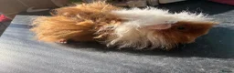 Guinea Pig rodents for sale: Bonded Male Guinea Pigs in Warrington - Advert 7