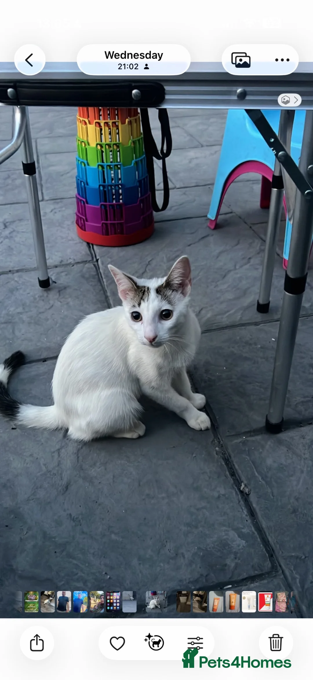 Domestic Shorthair cats for sale: kitten  in Dudley - Advert 1