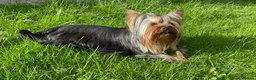 Yorkshire Terrier dogs for stud: Full pedigree Yorkshire Terrier for STUD in Caterham - Advert 10