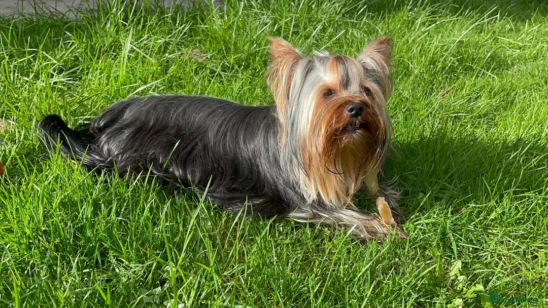 Yorkshire Terrier dogs for stud: Full pedigree Yorkshire Terrier for STUD in Caterham - Advert 10