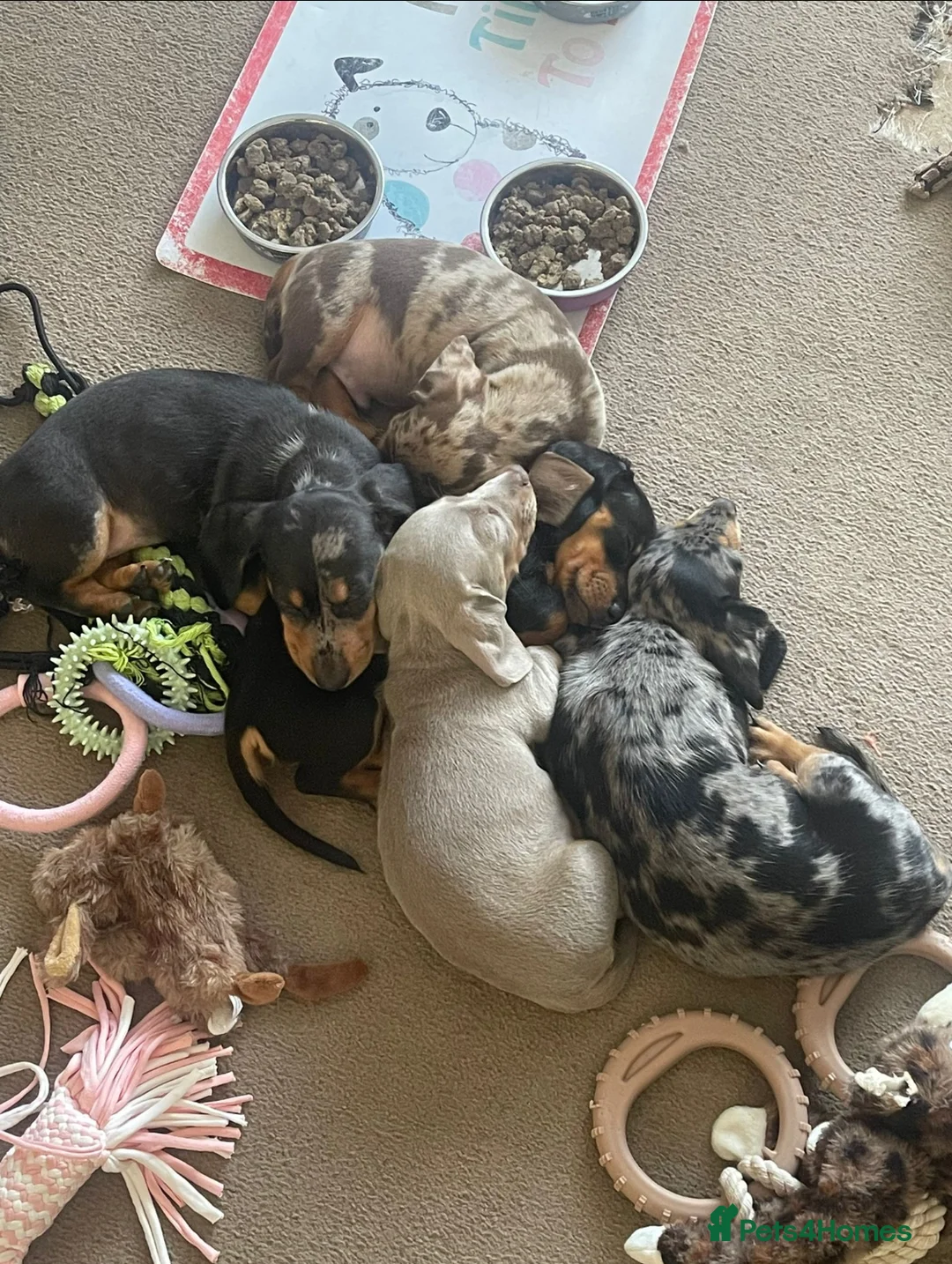 Miniature Dachshund dogs for stud: 🐾HUGO THE BOSS (KC REG & PRA CLEAR) PROVEN STUD🐾 in Manchester - Advert 11