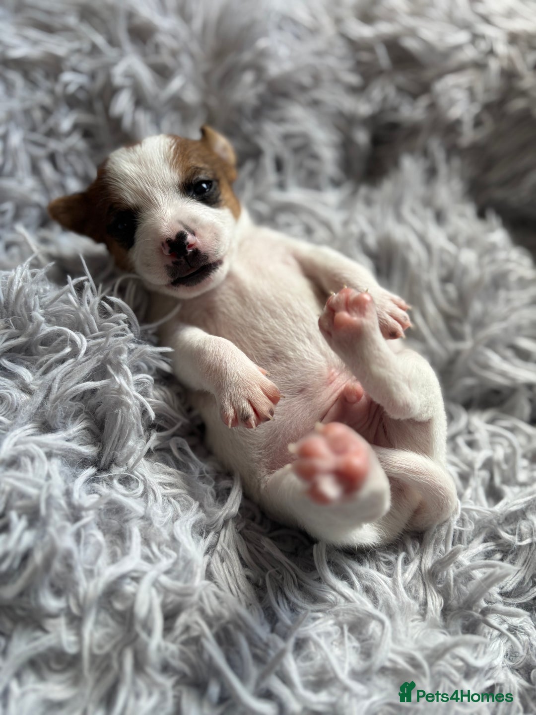 Patterjack dogs for sale: Patterjack Puppies - Image 6