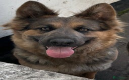 German Shepherd dogs for sale: Blue German shepherd puppies - Image 5