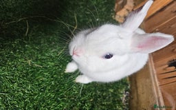 Netherland Dwarf rabbits for sale: Blue eyed Netherland  dwarf doe.  - Image 1