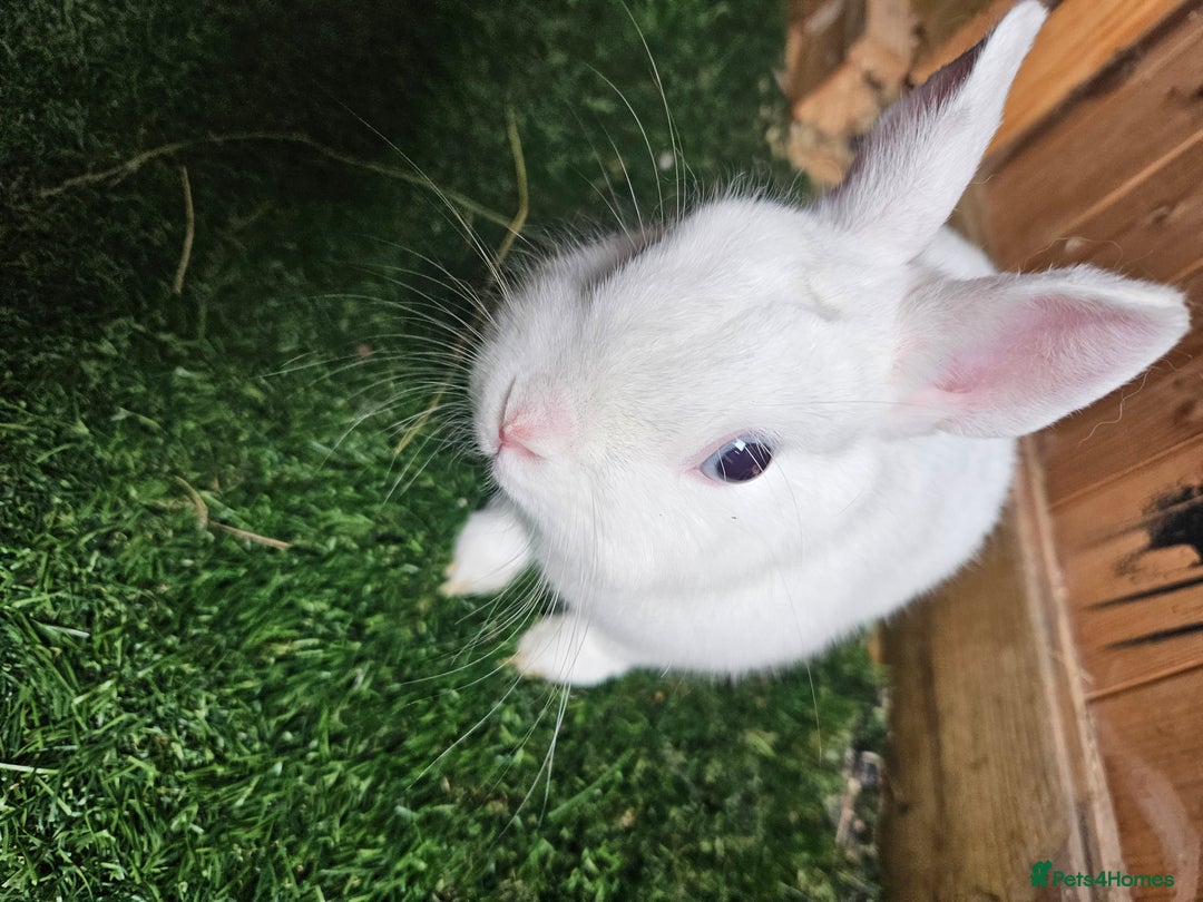 Netherland Dwarf rabbits for sale: Blue eyed Netherland  dwarf doe.  - Image 1
