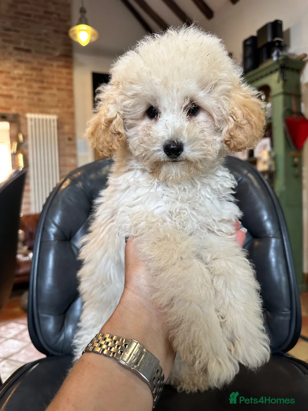Miniature Poodle dogs for sale: 4 x BEAUTIFUL MINIATURE POODLE BOYS  - Advert 2