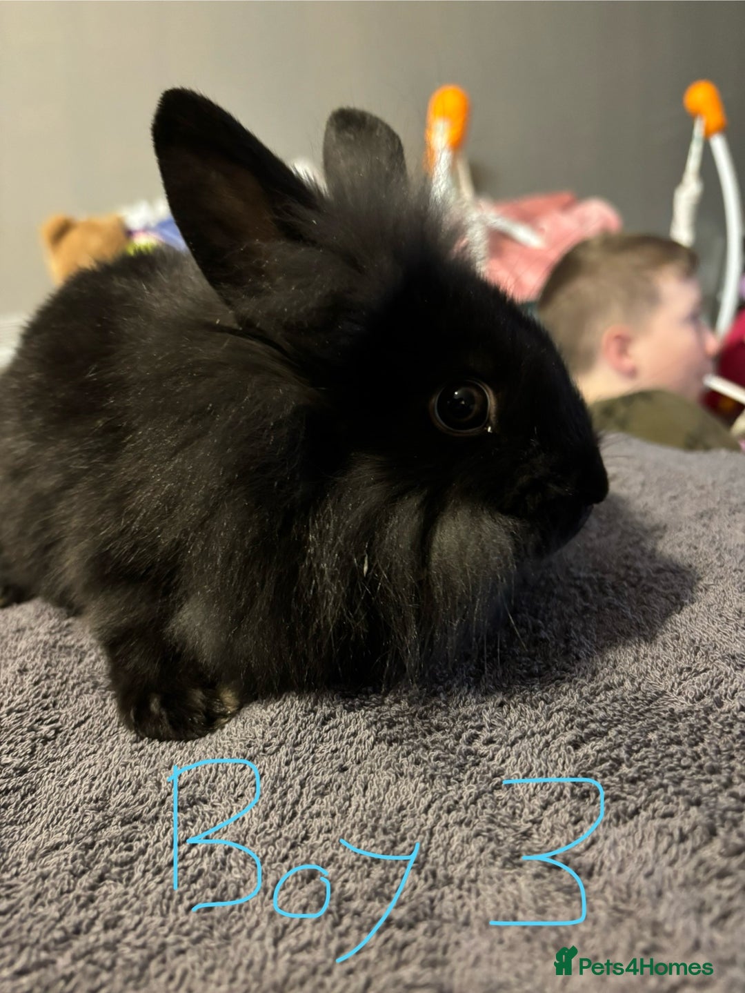 Lionhead rabbits for sale: Beautiful lionhead bunnies  - Advert 12