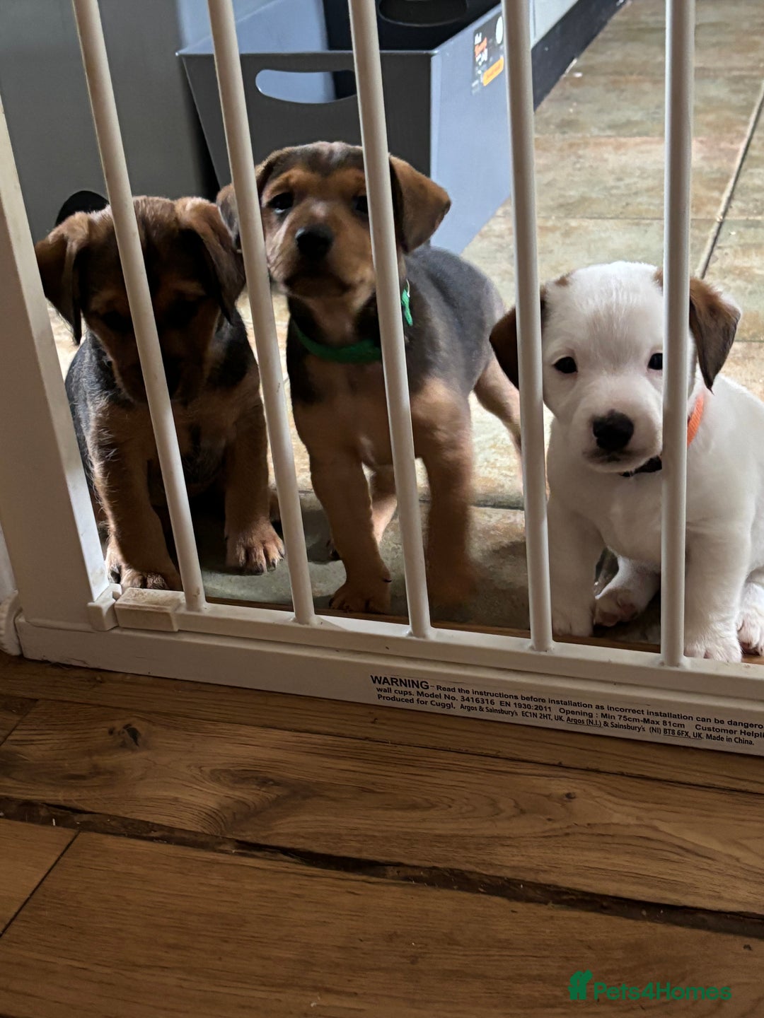 Jack Russell dogs for sale: 2x trio girls available  - Image 11