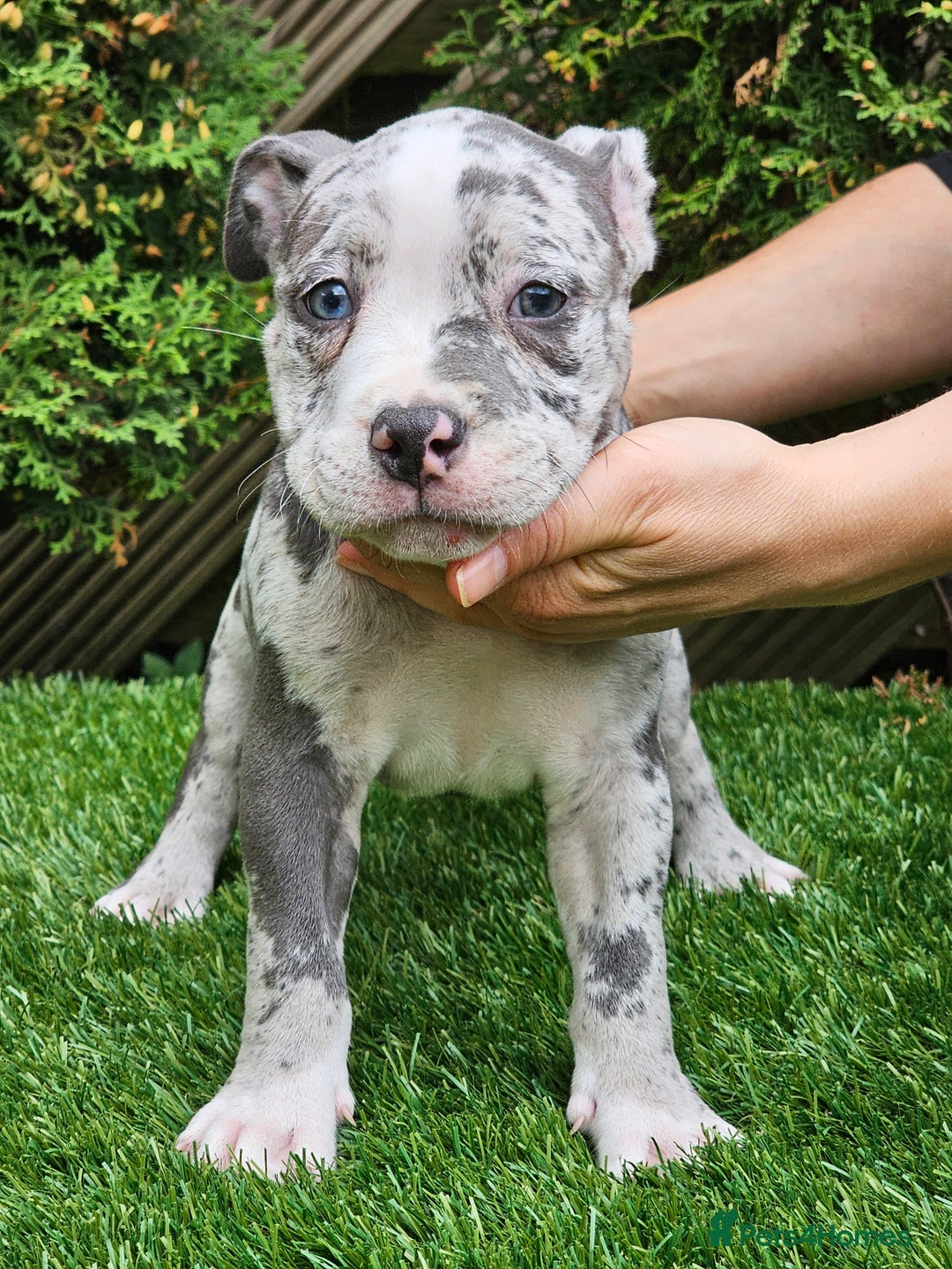 American Bully dogs for sale: 9 week old pocket bully pups, well known bloodline - Image 9