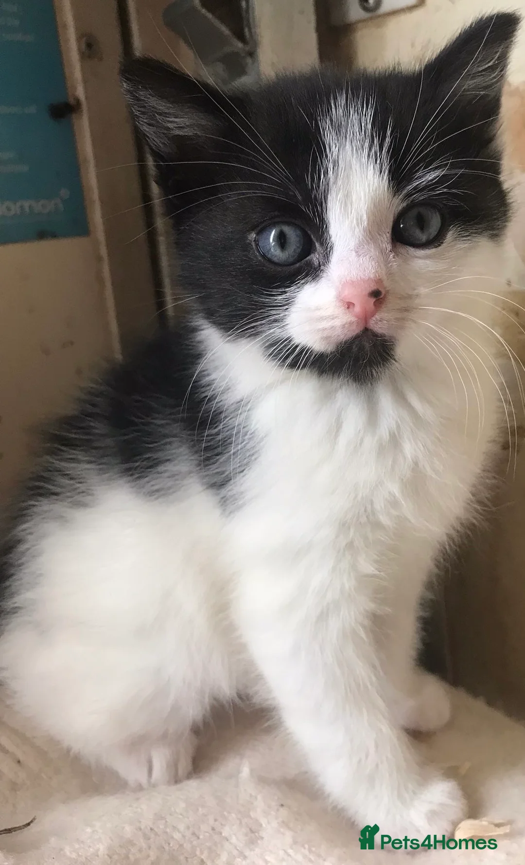 Ragdoll cats for sale: Half ragdoll  - Advert 1