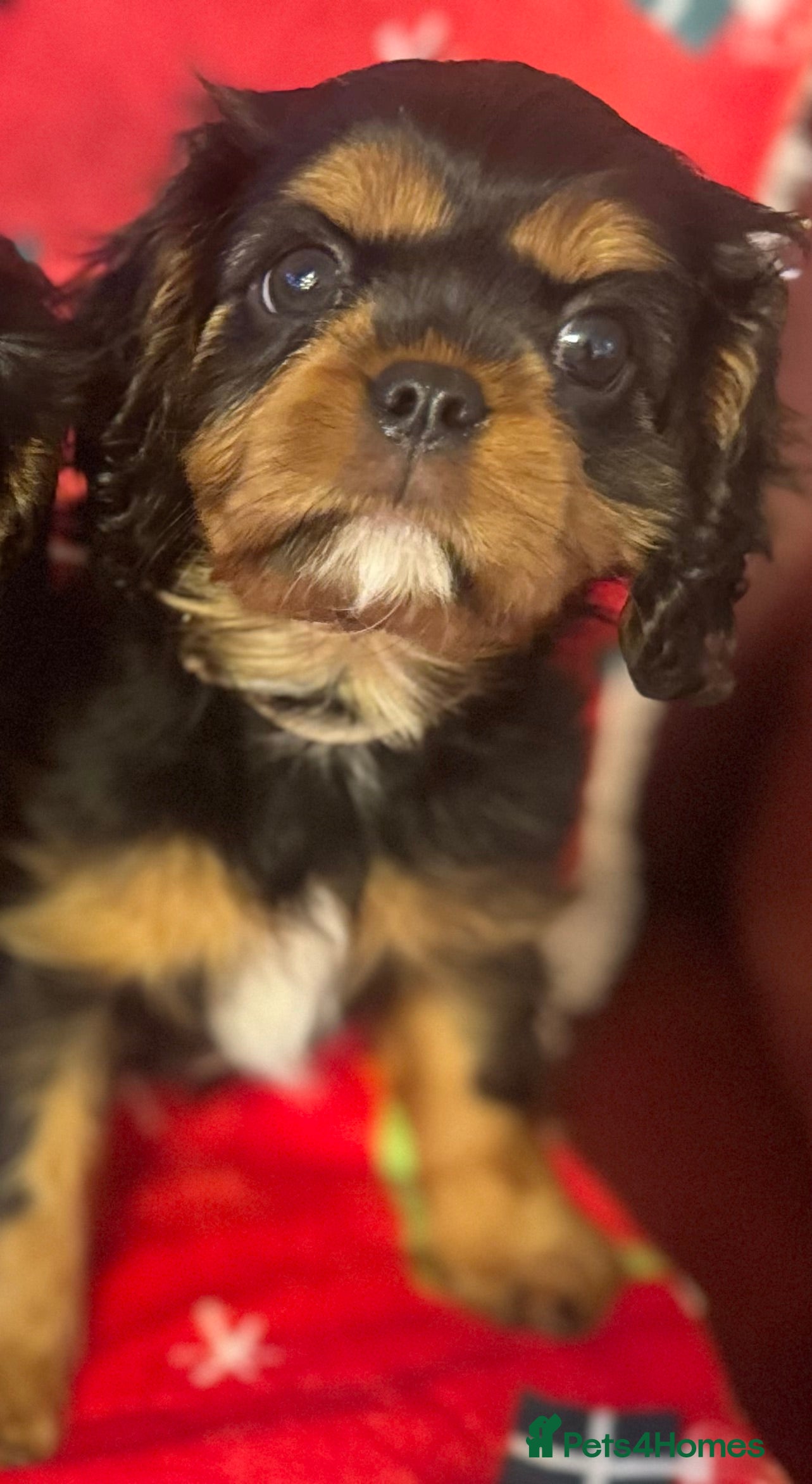 Cavalier King Charles Spaniel dogs KC REG Black and Tan boys - Advert 10