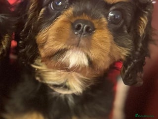 Cavalier King Charles Spaniel dogs KC REG Black and Tan boys - Advert 11