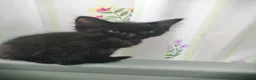 Mixed Breed cats for sale: wonderful kittens😻 - Advert 8