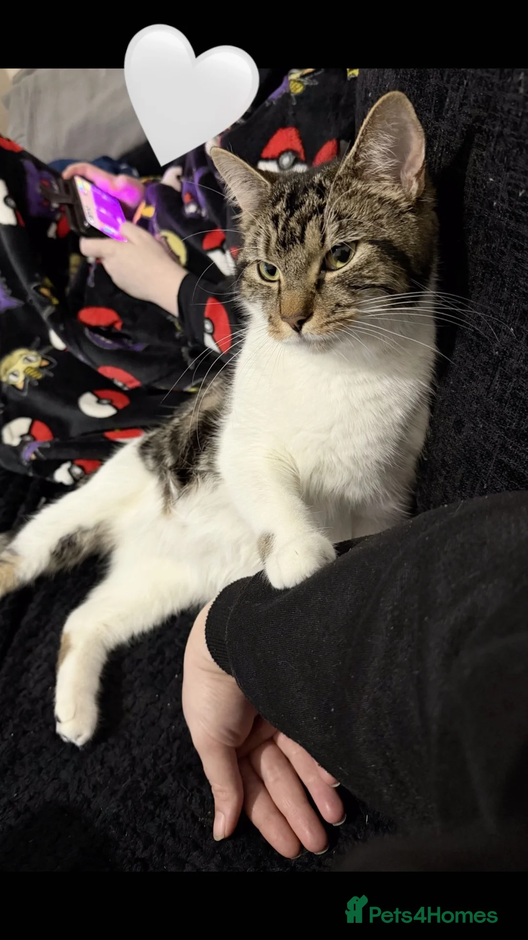 Mixed Breed cats for sale: Beautiful fluffy kittens - Advert 2