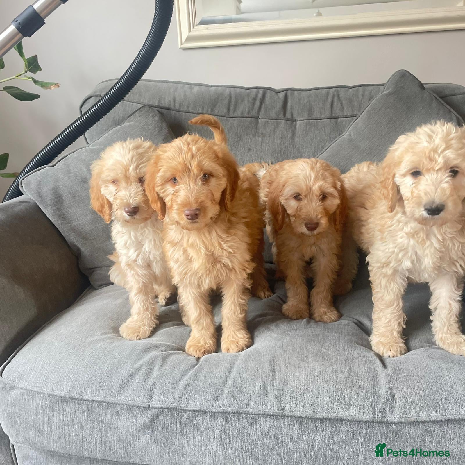 Irish Doodle dogs Irish doodle puppies (4 left) - Advert 6