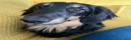 Miniature Dachshund dogs for sale: 3 year old black & cream mini long hair dachshund - Advert 1