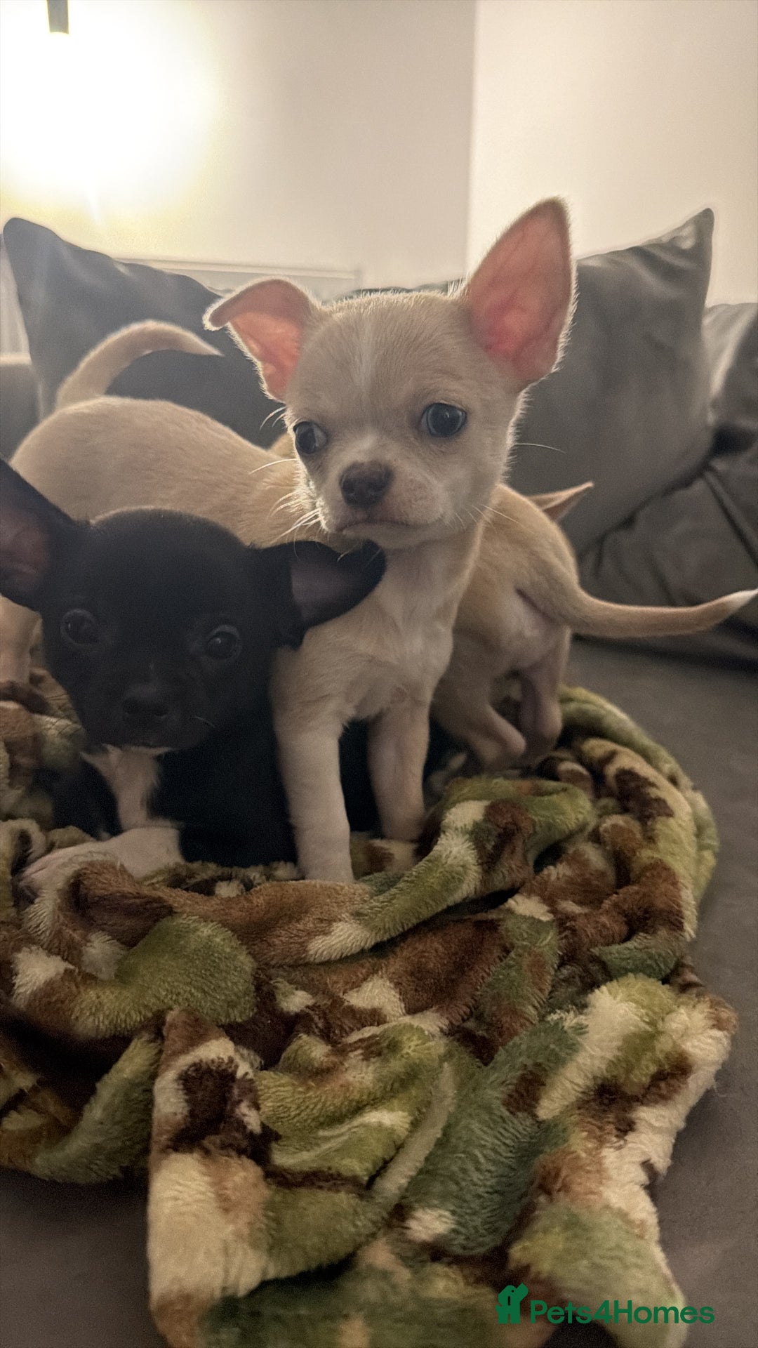 Chihuahua dogs for sale: 1 Female Chihuahua left ready to leave Now! - Advert 2