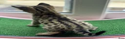 Savannah cats for sale: 🏵️ WORLDS BEST LINES 🏵️ Savannah F2 & F3 Kittens - Advert 8