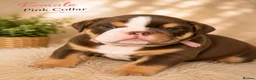 English Bulldog dogs for sale: KC English bulldogs puppies  - Advert 2
