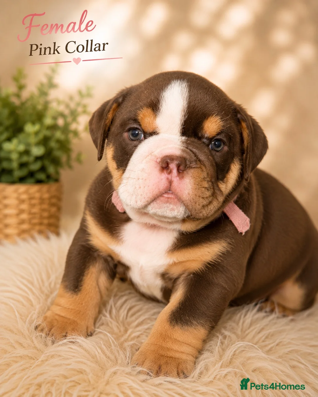 English Bulldog dogs for sale: KC English bulldogs puppies  - Advert 2