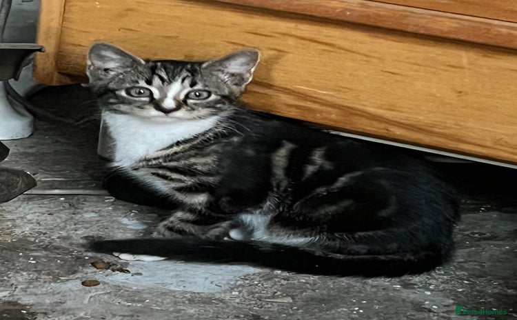 Mixed Breed cats - Advert 6