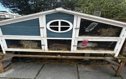 Dwarf Lop rabbits for sale: 2 Lop Rabbits  - Image 7