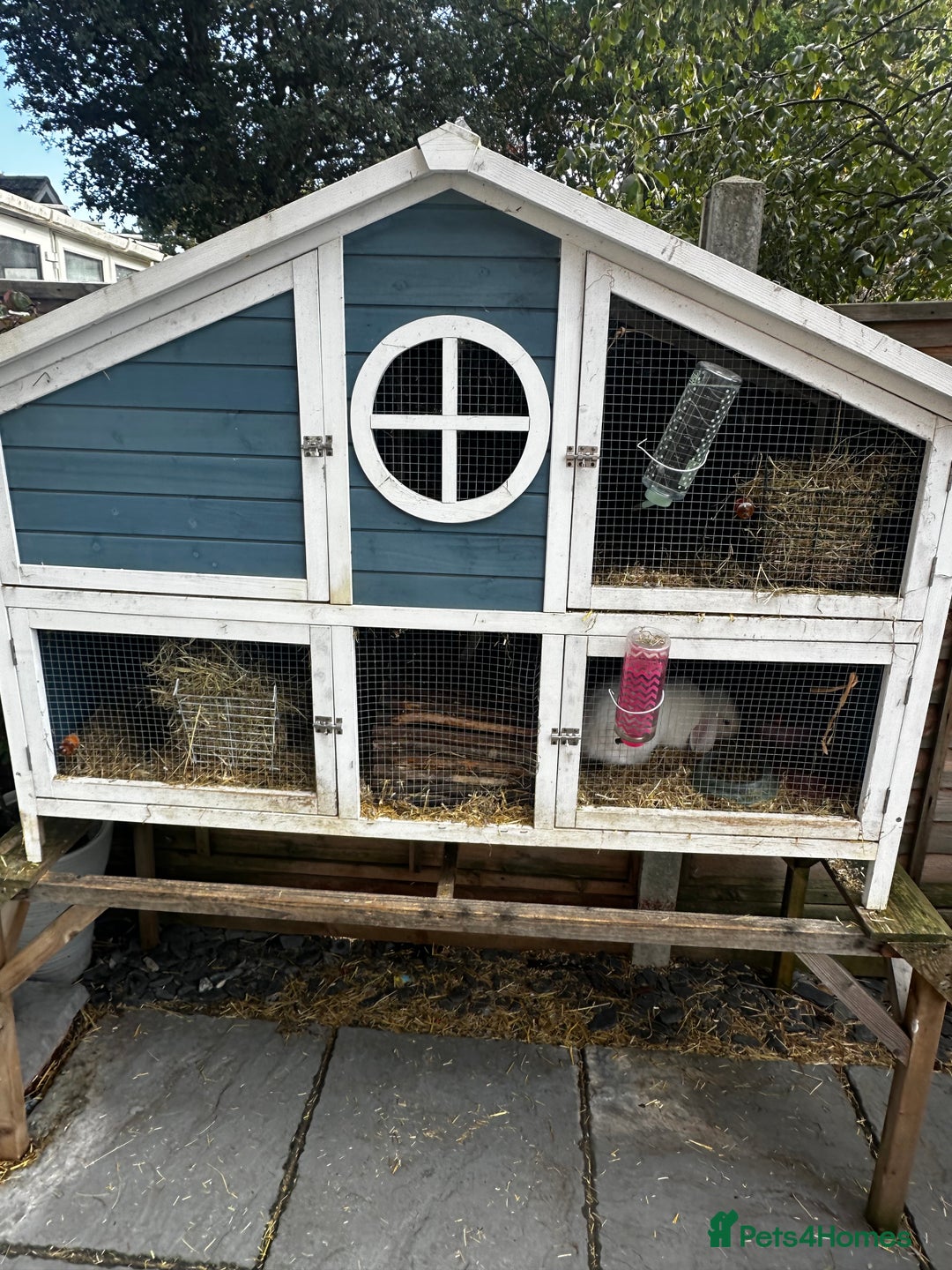 Dwarf Lop rabbits for sale: 2 Lop Rabbits  - Image 7