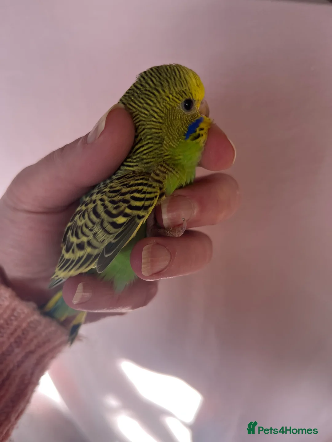 Budgerigars birds for sale: Baby Budgies Inverness in Inverness - Advert 2