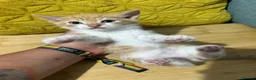 Mixed Breed cats for sale: Beautiful Ginger & Tortoiseshell Kittens in Faringdon - Advert 26