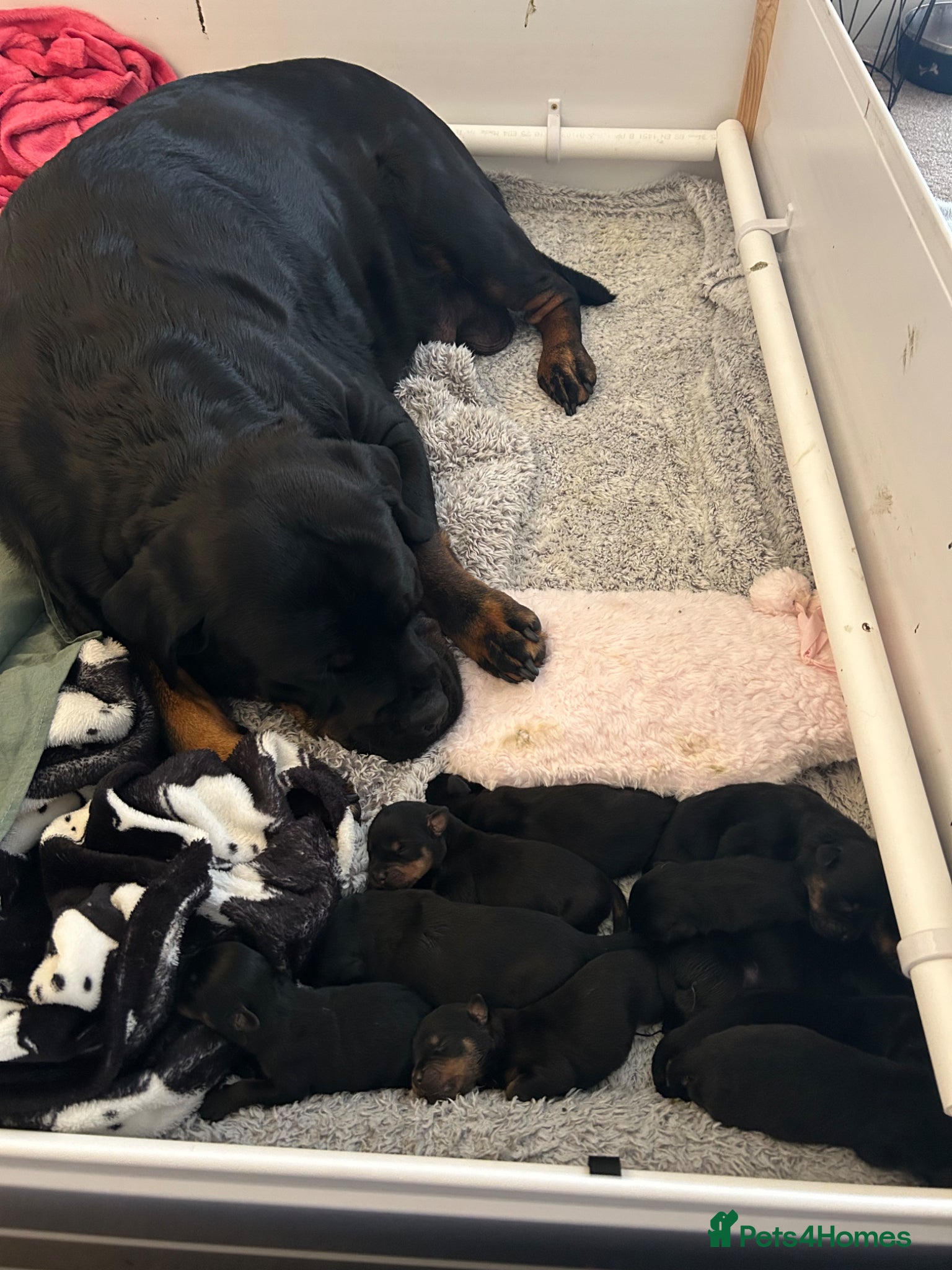 Rottweiler dogs for sale: Beautiful litter  - Advert 1