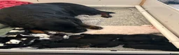 Rottweiler dogs for sale: Beautiful litter  in Mansfield - Advert 1