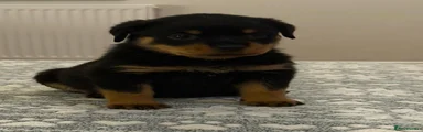 Rottweiler 6