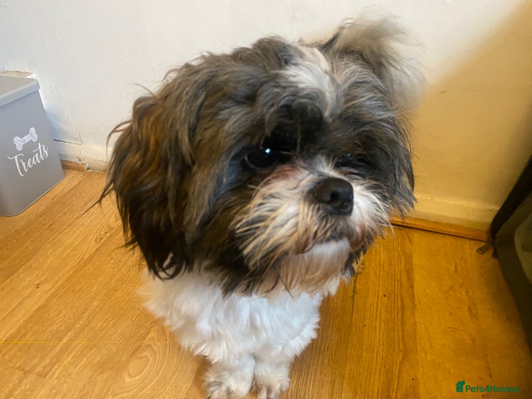 Shih Tzu dogs for sale: pure breed shih tzu puppies - Advert 3