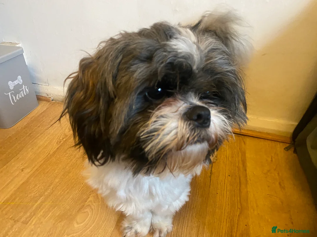 Shih Tzu dogs for sale: pure breed shih tzu puppy , only 1 left - Advert 7