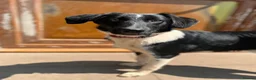 Mixed Breed dogs for adoption: Meet Charlie, currently residing in Cheshire  - Advert 2