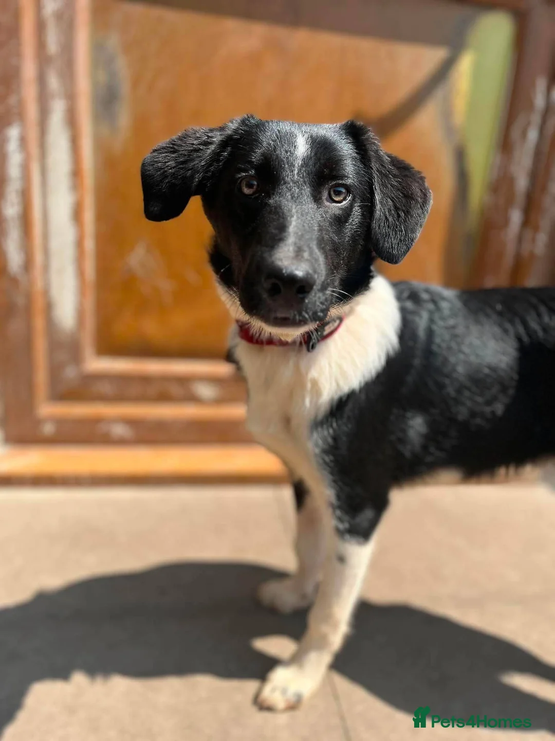 Mixed Breed dogs for adoption: Meet Charlie, currently residing in Cheshire  - Advert 2