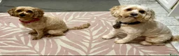 Cavapoo dogs for sale: Dog Trainer Selling Supreme Cavapoo furbabies   - Advert 4