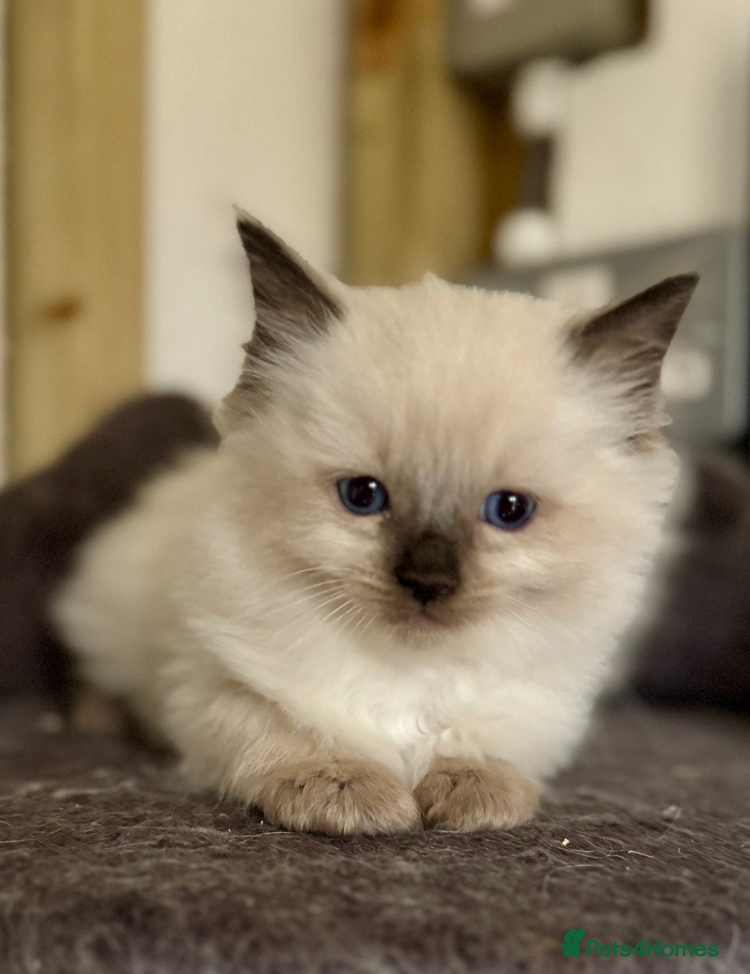 Ragdoll cats for sale: DNA tested Ragdolls - Advert 18
