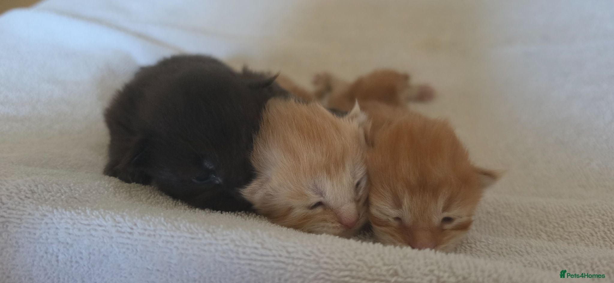 Maine Coon cats 3 Maine Coon Kittens Available  - Advert 12