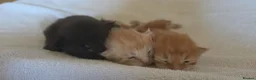 Maine Coon cats for sale: 3 Maine Coon Kittens Available  in Barnsley - Advert 1
