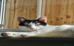 Domestic Shorthair cats for sale: Goku is looking for a new home💓 - Advert 4