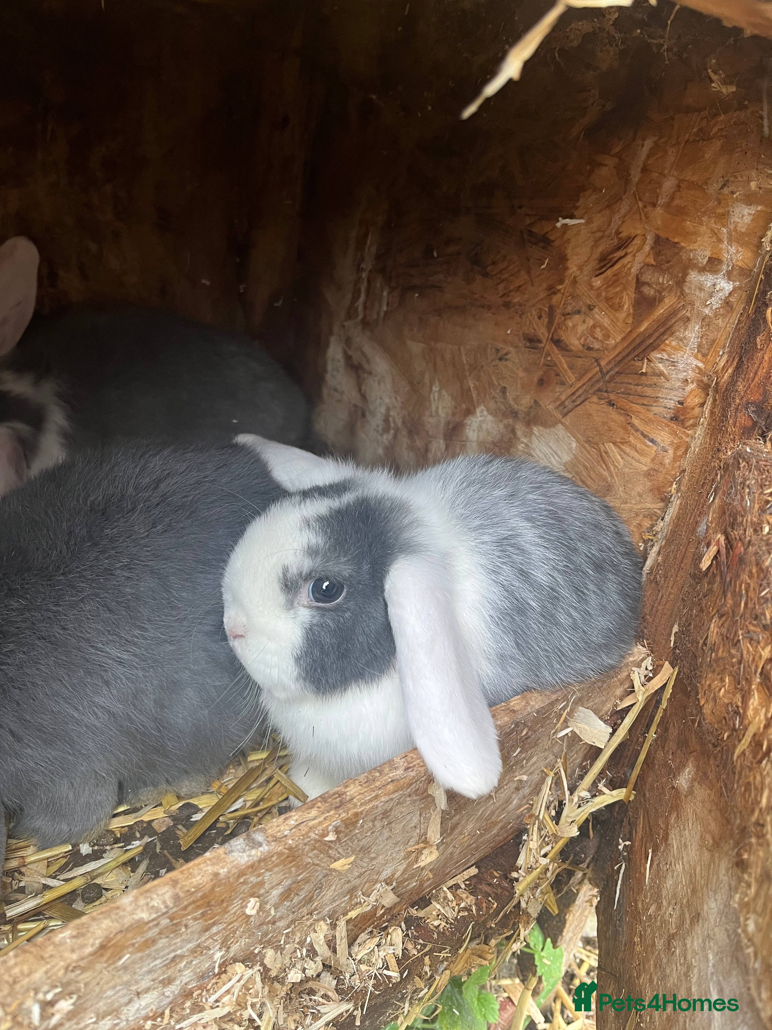 Mini Lop rabbits Mini lops for sale  - Advert 2