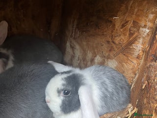 Mini Lop rabbits Mini lops for sale - Advert 2