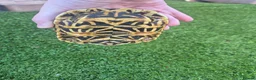 Tortoise reptiles for sale: MALE INDIAN STAR TORTOISE  in Newcastle upon Tyne - Advert 7