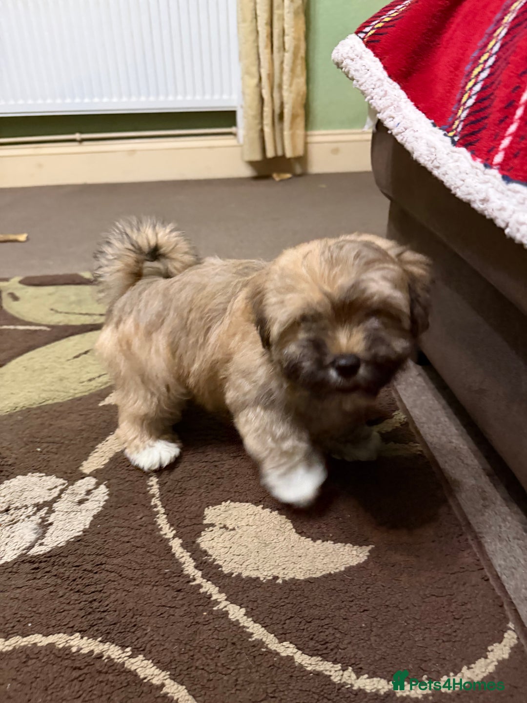 Havanese dogs for sale: ***Amazing Havanese Puppies *** - Advert 15