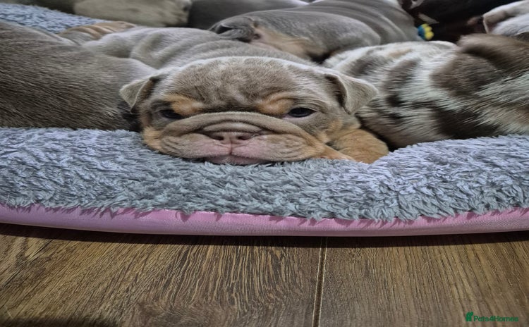 English Bulldog dogs - Advert 15