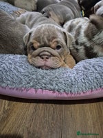 English Bulldog dogs - Advert 5